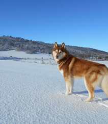 西伯利亚雪橇犬 （哈士奇）雪地美拍图片组图5