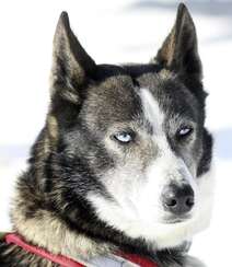 西伯利亚雪橇犬 （哈士奇）雪地美拍图片组图8