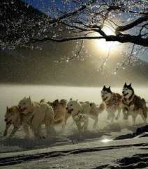 西伯利亚雪橇犬 （哈士奇）雪地美拍图片组图11