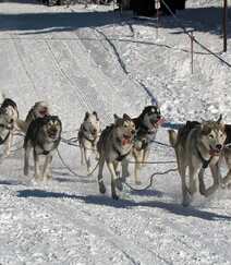 西伯利亚雪橇犬 （哈士奇）雪地美拍图片组图12