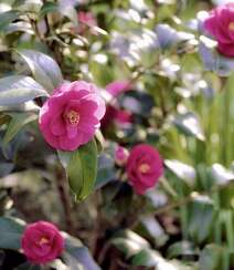 茶花（山茶花）图片，