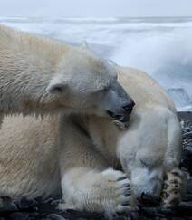 北极熊图片，闲庭漫步，慵懒的北极熊户外可爱摄影图片组图3