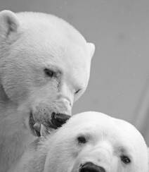 北极熊图片，闲庭漫步，慵懒的北极熊户外可爱摄影图片