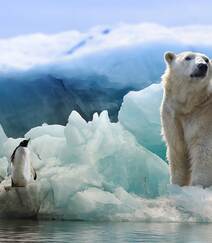 北极熊图片，闲庭漫步，慵懒的北极熊户外可爱摄影图片组图4