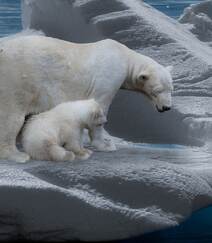北极熊图片，闲庭漫步，慵懒的北极熊户外可爱摄影图片组图6