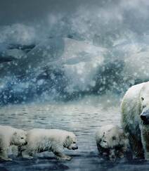 北极熊图片，闲庭漫步，慵懒的北极熊户外可爱摄影图片组图5