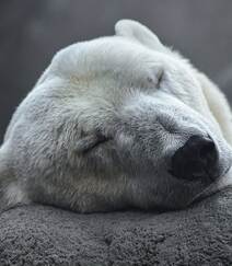 北极熊图片，闲庭漫步，慵懒的北极熊户外可爱摄影图片组图7