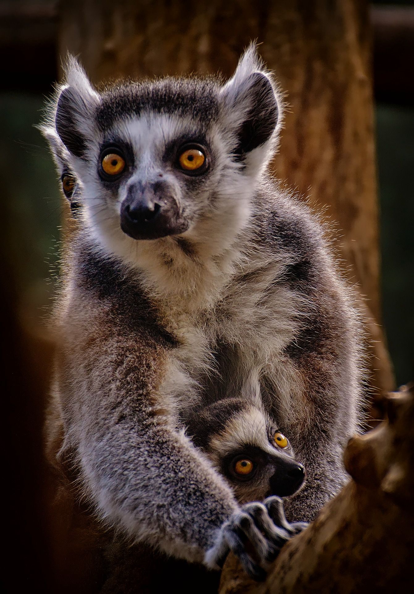 环尾狐猴，马达加斯加岛干燥森林里的可爱环尾狐猴图片图片