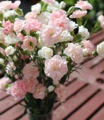 康乃馨图片，寓意温馨祝福的粉色康乃馨唯美摄影图片组图1