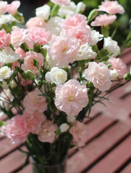 康乃馨图片，寓意温馨祝福的粉色康乃馨唯美摄影图片