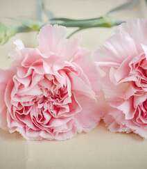 康乃馨图片，寓意温馨祝福的粉色康乃馨唯美摄影图片组图6