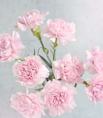 康乃馨图片，寓意温馨祝福的粉色康乃馨唯美摄影图片组图5