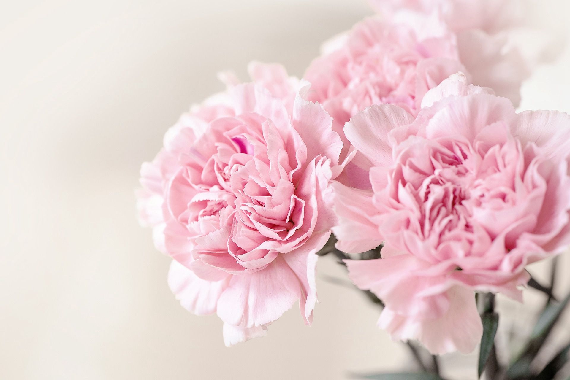 康乃馨图片，寓意温馨祝福的粉色康乃馨唯美摄影图片图片