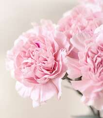 康乃馨图片，寓意温馨祝福的粉色康乃馨唯美摄影图片组图8