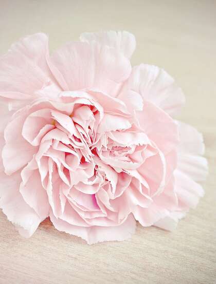 康乃馨图片，寓意温馨祝福的粉色康乃馨唯美摄影图片