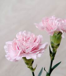 康乃馨图片，寓意温馨祝福的粉色康乃馨唯美摄影图片组图9