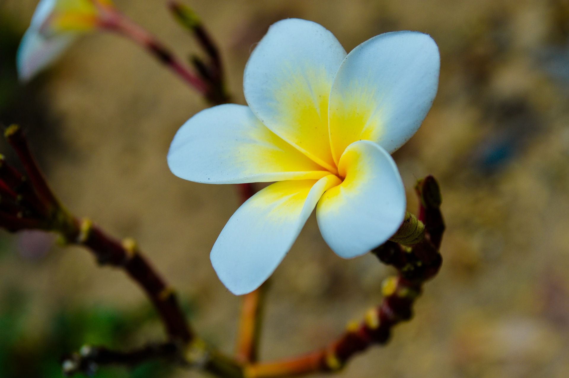 鸡蛋花（蛋黄花）图片图片