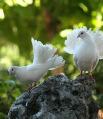 鸽子，白鸽，飞翔的白鸽图片组图5