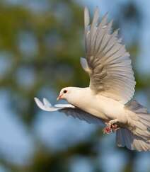 鸽子，白鸽，飞翔的白鸽图片组图9