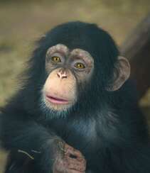 栖息于热带雨林，集群生活的野外黑猩猩可摄影图片组图8