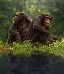 栖息于热带雨林，集群生活的野外黑猩猩可摄影图片组图2