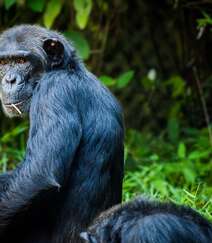 栖息于热带雨林，集群生活的野外黑猩猩可摄影图片组图1