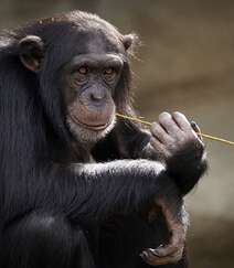 栖息于热带雨林，集群生活的野外黑猩猩可摄影图片组图4