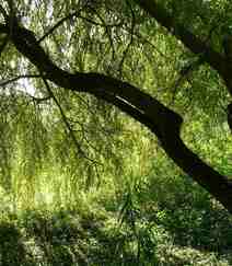 生在河边，河堤，岸边的各种柳树，垂柳唯美摄影图片组图2