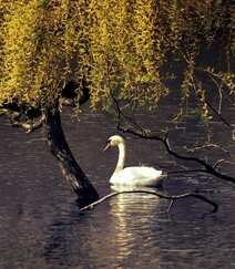 生在河边，河堤，岸边的各种柳树，垂柳唯美摄影图片组图3