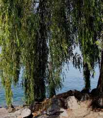 生在河边，河堤，岸边的各种柳树，垂柳唯美摄影图片组图4