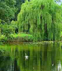 生在河边，河堤，岸边的各种柳树，垂柳唯美摄影图片组图11
