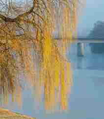 生在河边，河堤，岸边的各种柳树，垂柳唯美摄影图片组图9