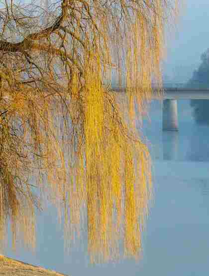 生在河边，河堤，岸边的各种柳树，垂柳唯美摄影图片