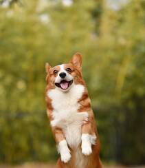 柯基犬图片，可爱的宠物狗狗柯基犬户外运动摄影图片