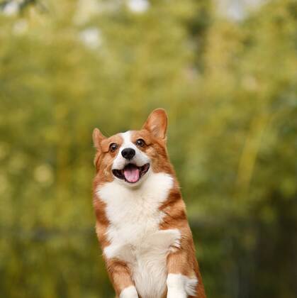 柯基犬图片，可爱的宠物狗狗柯基犬户外运动摄影图片