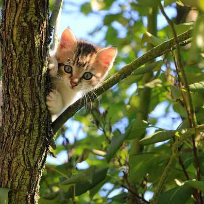 虎斑猫，身有斑纹图案，捕鼠能力强的虎斑猫可爱摄影图片