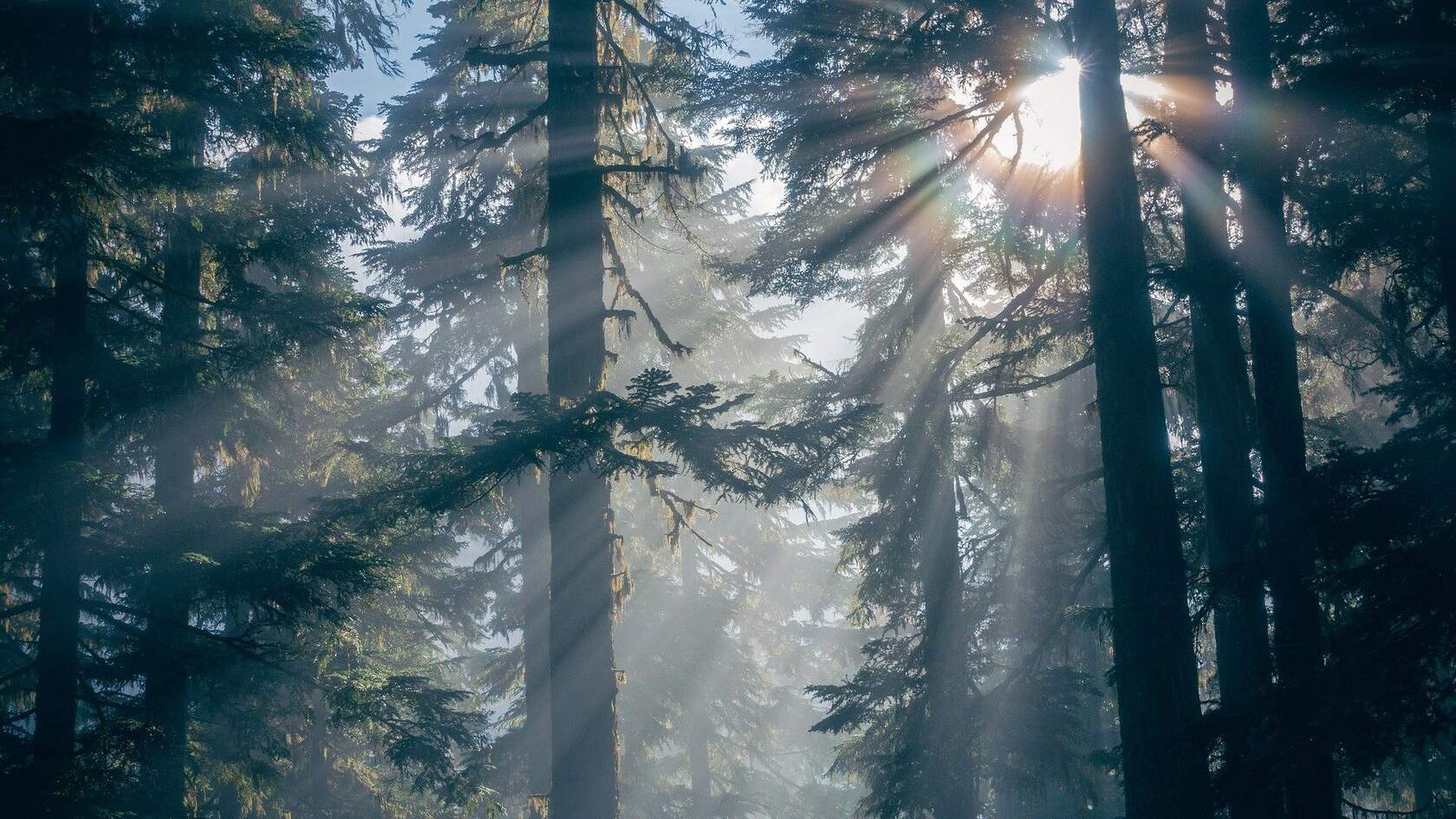 夏日清晨，初生的太阳照在满是雾气的原始森林美景壁纸图片第2张图片