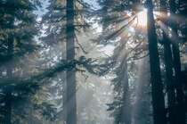 夏日清晨，初生的太阳照在满是雾气的原始森林美景壁纸图片
