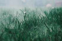 雾出清晨，嫩绿的草地，初开的小花 大自然唯美绿色壁纸图片