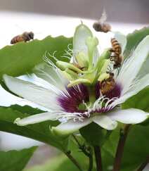 百香果的花，以及在忙着采百香果花蜜的蜜蜂图片组图3