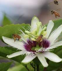 百香果的花，以及在忙着采百香果花蜜的蜜蜂图片组图1