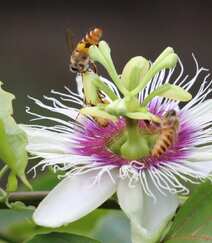 百香果的花，以及在忙着采百香果花蜜的蜜蜂图片组图2