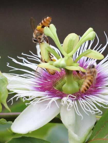 百香果的花，以及在忙着采百香果花蜜的蜜蜂图片