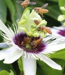 百香果的花，以及在忙着采百香果花蜜的蜜蜂图片组图6
