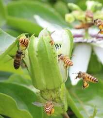 百香果的花，以及在忙着采百香果花蜜的蜜蜂图片组图5