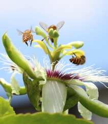 百香果的花，以及在忙着采百香果花蜜的蜜蜂图片组图4