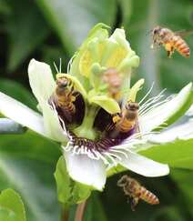 百香果的花，以及在忙着采百香果花蜜的蜜蜂图片组图7