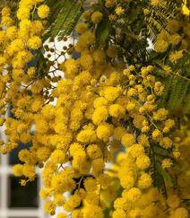 含羞草的花，开着黄色小花团的淡雅含羞草花卉图片组图2