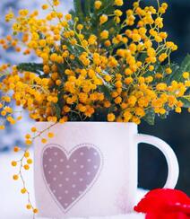 含羞草的花，开着黄色小花团的淡雅含羞草花卉图片组图1