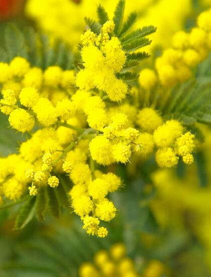 含羞草的花，开着黄色小花团的淡雅含羞草花卉图片